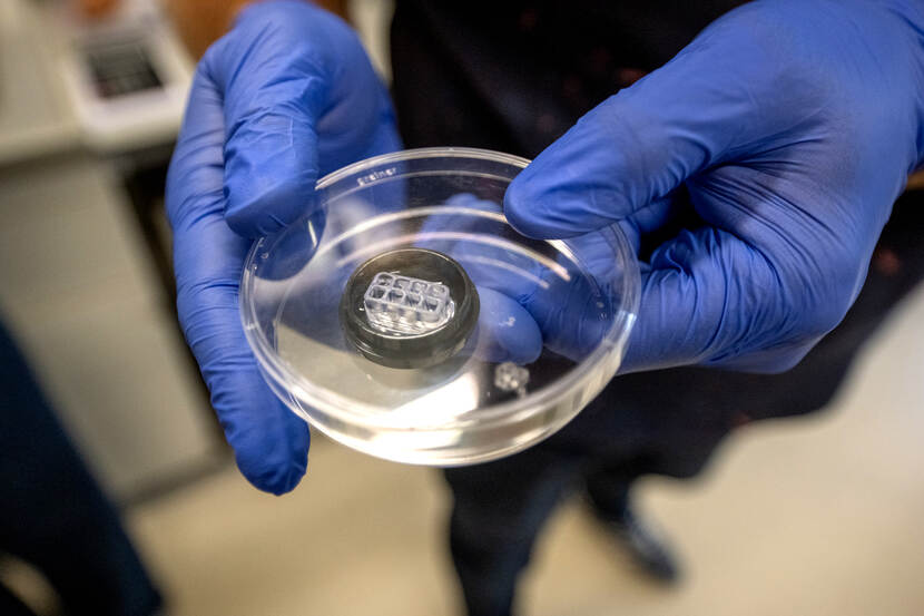 Een door Pimbio ontwikkelde chip, waarin organoiden worden gekweekt en gelabeled.